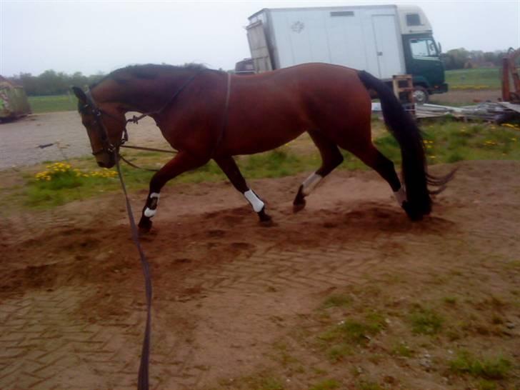 Dansk Varmblod Gørklintgårds Oliena - Lækre Olle i longeringsringen d: billede 16