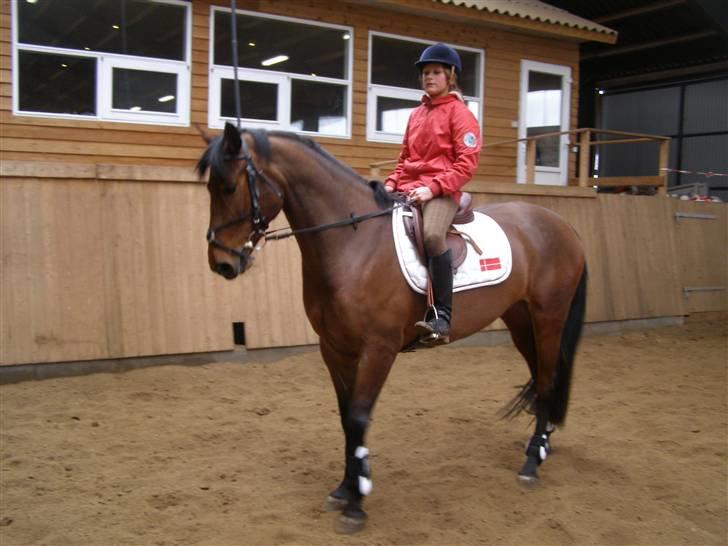 Dansk Varmblod Gørklintgårds Oliena - Ynglings Olle :D <3 billede 17