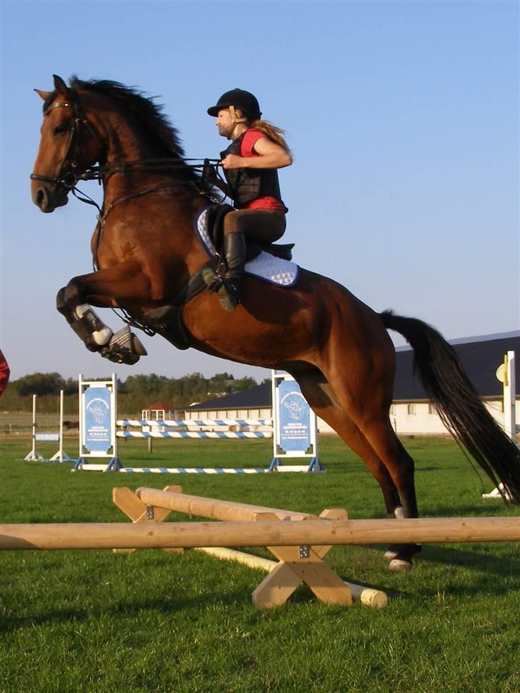 Dansk Varmblod Gørklintgårds Oliena - Wuuaagrh 8D ! Havde ikke lige forventet at Olle sprang så meget til d: billede 18