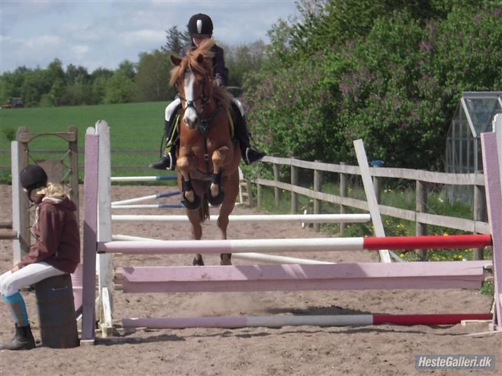 Arabisk fuldblod (OX) Sultan (R.I.P) - Main han er go´ var!<3 (foto Mette) billede 11