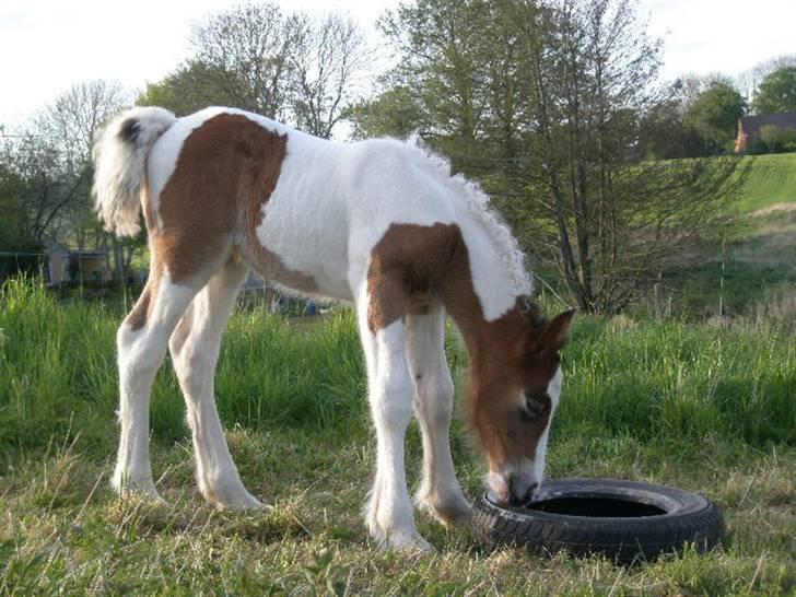 Irish Cob Bundolo's Zaphira - 7 dage gammel og udforsker verden billede 1
