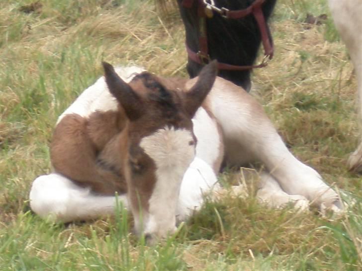 Irish Cob Bundolo's Zaphira - Et par timer gammel - og træt billede 2