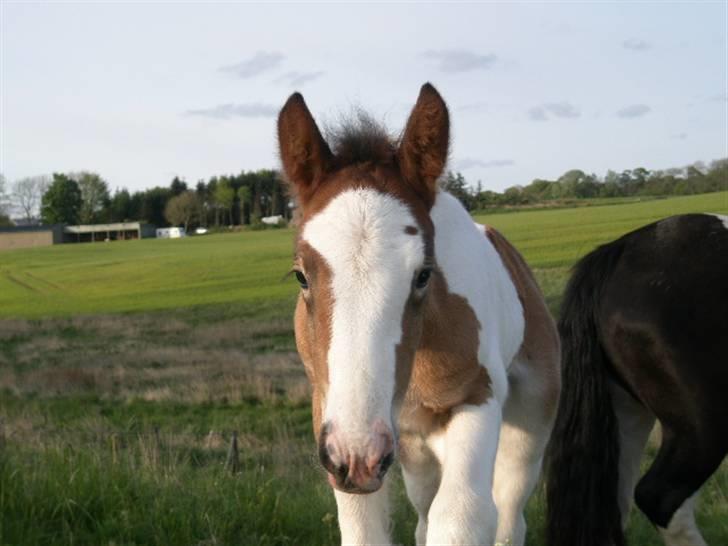 Irish Cob Bundolo's Zaphira - Hvad laver du?? billede 3
