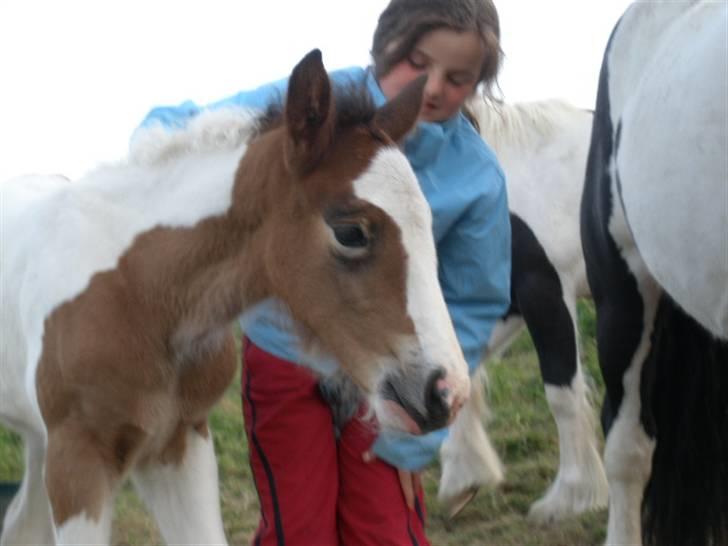 Irish Cob Bundolo's Zaphira - Bare så kælen allerede billede 4