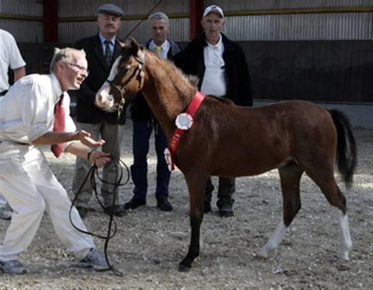 Welsh Pony (sec B) Bjerregårds Leonardo  - Bjerregårds Leonardo blev bedste hingsteføl af alle racer 2008 billede 11