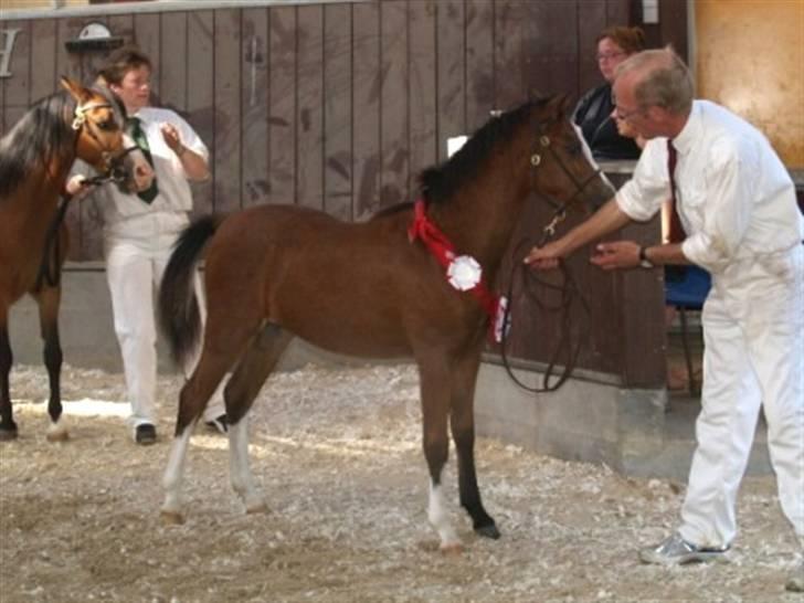 Welsh Pony (sec B) Bjerregårds Leonardo  - Bjerregårds Leonardo blev bedste hingsteføl af alle racer 2008 billede 12