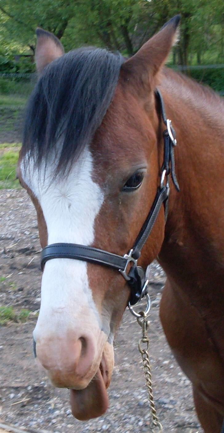 Welsh Pony (sec B) Bjerregårds Leonardo  - Leonardo kan også være fræk ;D billede 13