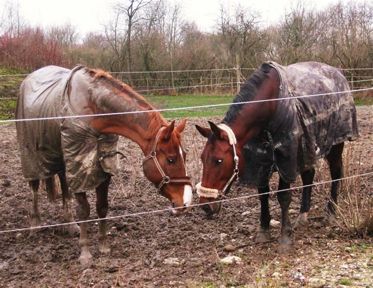 Oldenborg Mon Cherie - Fold med Max efterår 09 billede 12