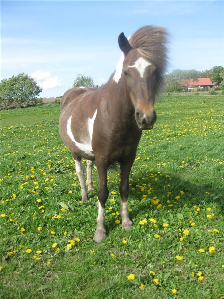 Islænder Freyja fra Vium billede 18