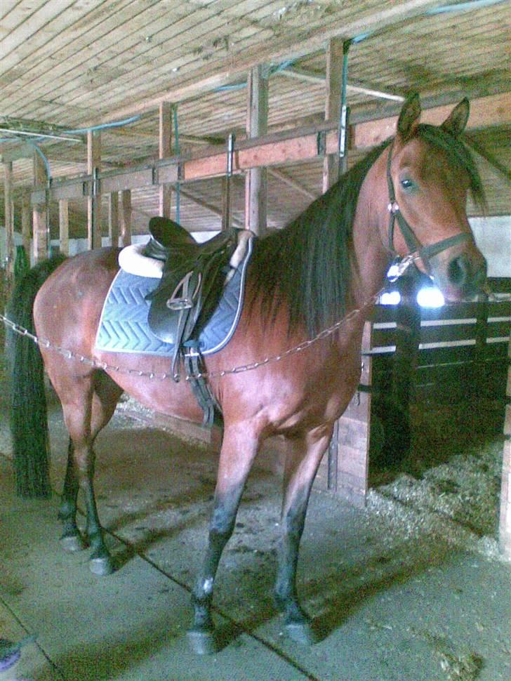 Arabisk fuldblod (OX) Copacabana billede 16