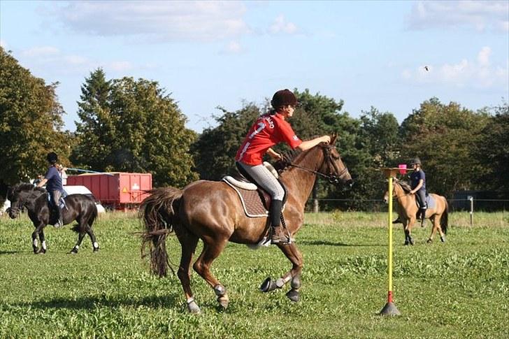 Hollandsk Sportspony Peter (Pim) - Ponygames træning billede 7