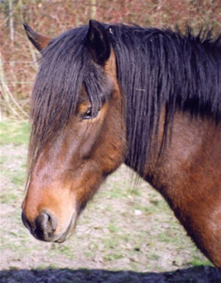 Islænder Skörungur f. lille nørregård[himmelhest] - Profilbillede. han har fået meget mere man nu. han har eksem og havde gået uden dækken... billede 1