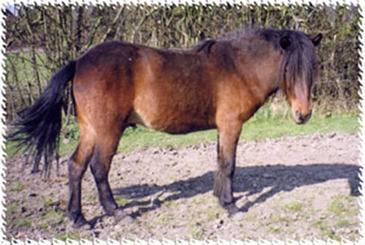 Islænder Skörungur f. lille nørregård[himmelhest] - Ikke så godt af ham. han er ret ung her. billede 3