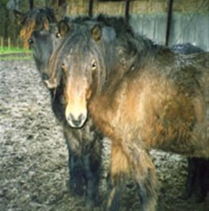 Islænder Skörungur f. lille nørregård[himmelhest] - ja vinterpels igen :-D billede 4