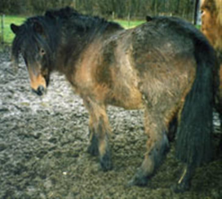 Islænder Skörungur f. lille nørregård[himmelhest] - en tyk uldbamse! han får altid en kæmpe pels! billede 5