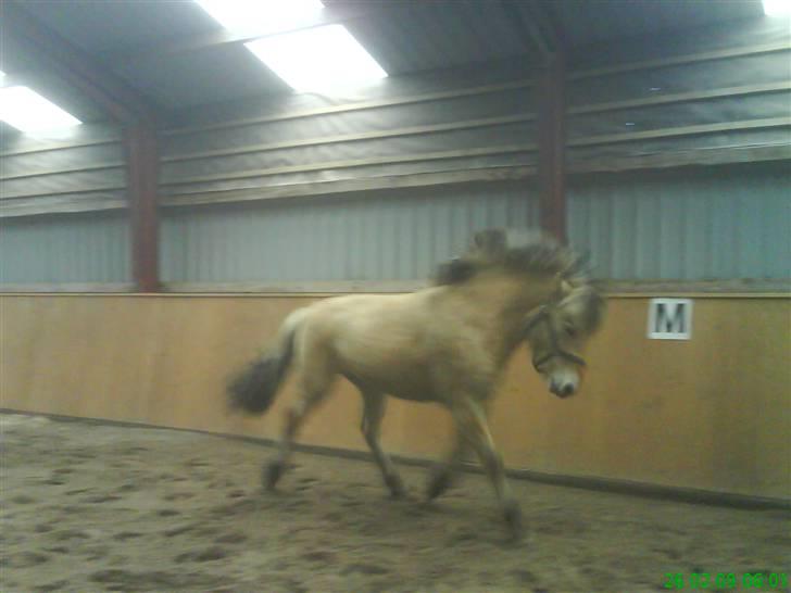 Fjordhest Silas *Solgt* - kan da godt vise lidt a mine talenter.. billede 12