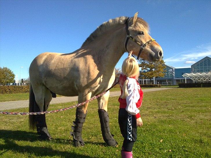Fjordhest Silas *Solgt* - Silas ved messe center herning d.7.10 2010 billede 13