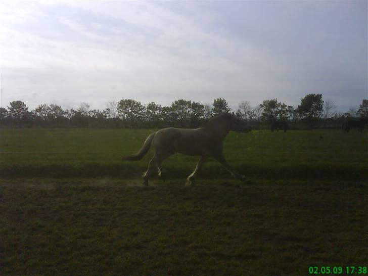 Fjordhest Silas *Solgt* - fold skift så ska der bruges ben på alle tænkelige måder billede 14