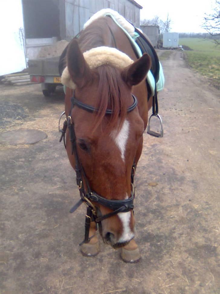 Fuldblod (XX) **Refreshment** R.I.P billede 18