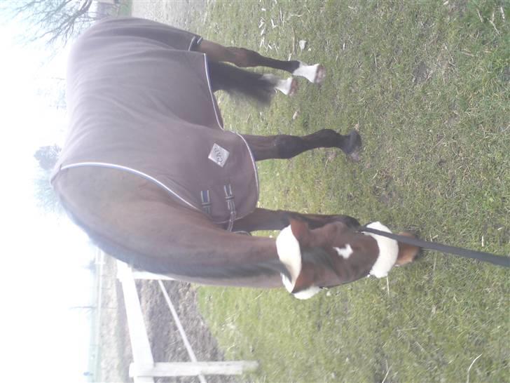 Dansk Varmblod Vestergaards Mischa  - lige da jeg fik hende (: billede 3