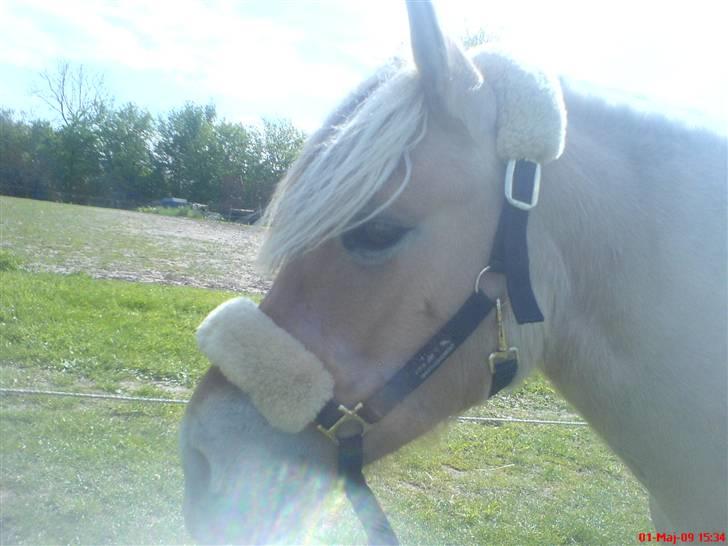 Fjordhest Sally - Solgt - Farvel ;-) Foto: Mig billede 14