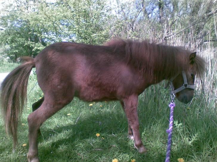 Anden særlig race Cirkeline - Når man skal så skal man altså (Billed af Sussie/Mig) billede 13