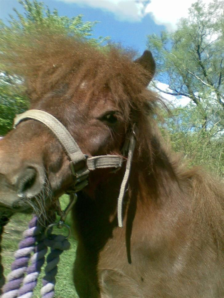 Anden særlig race Cirkeline - Min lille uldtot. (Billed af Sussie/Mig) billede 14