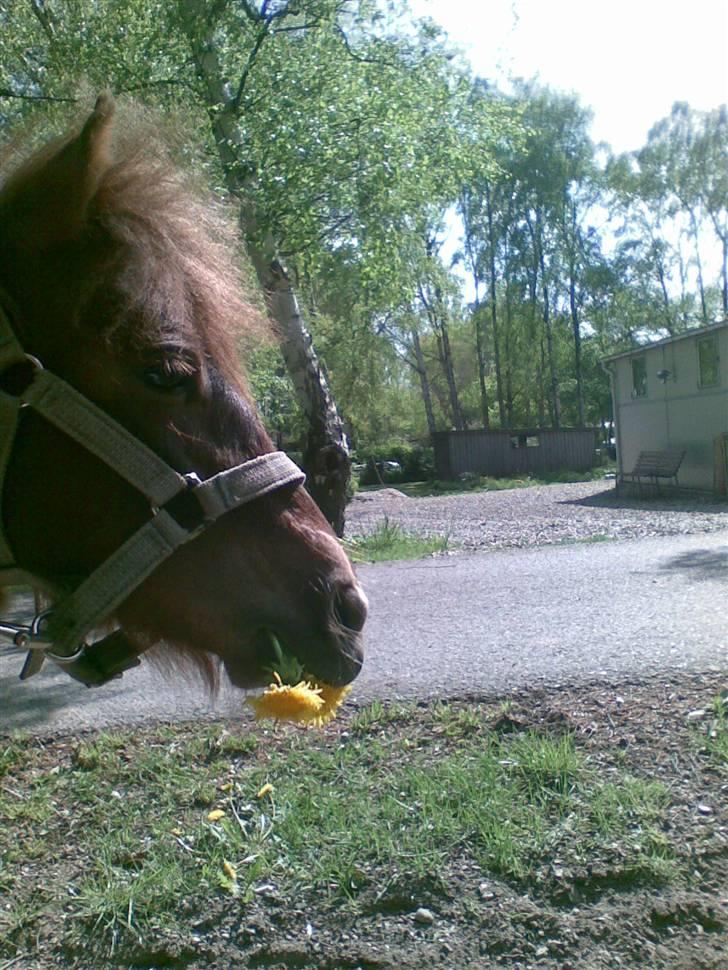 Anden særlig race Cirkeline - Mums de gule blomster er helt klart bedst. (Billed af Sussie/Mig) billede 15