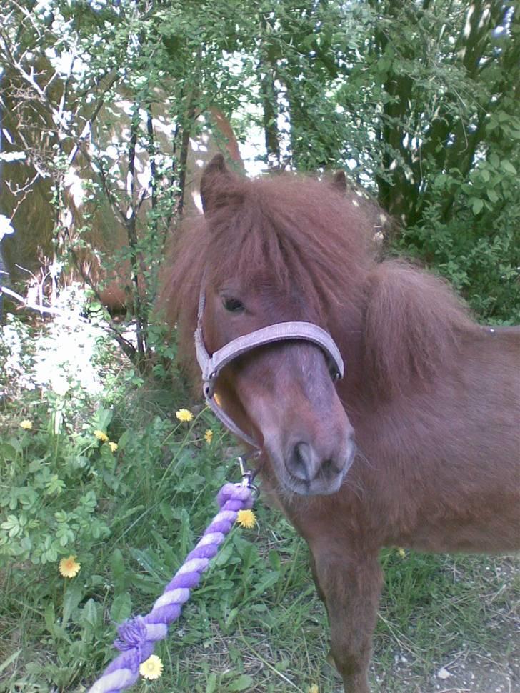 Anden særlig race Cirkeline - Du er fantalastisk Cirkusline. (Billed af Sussie/Mig) billede 16