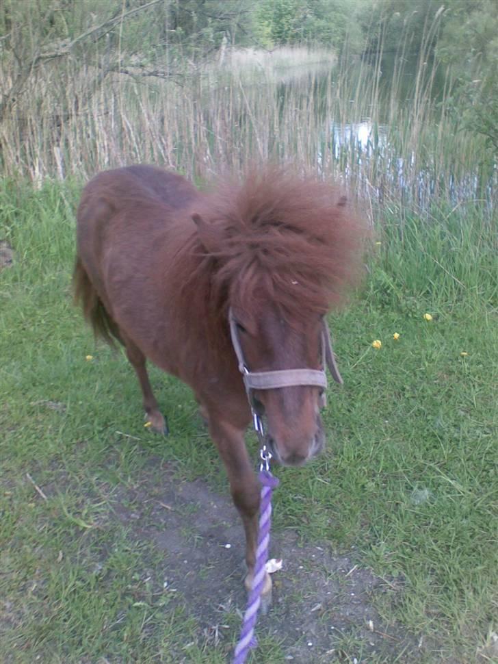 Anden særlig race Cirkeline - Se jeg kan gå helt uden min moar. (Billed af Sussie/Mig) billede 17