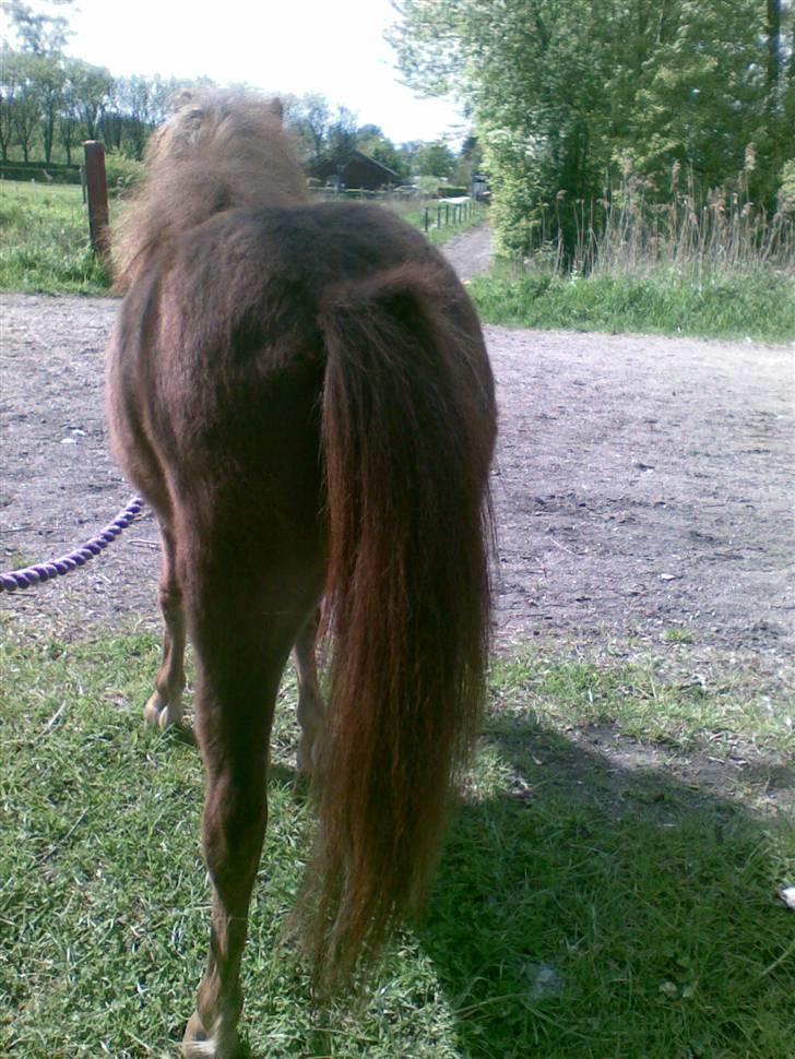 Anden særlig race Cirkeline - Når "Enden" er god er alting godt. (Billed af Sussie/Mig) billede 18