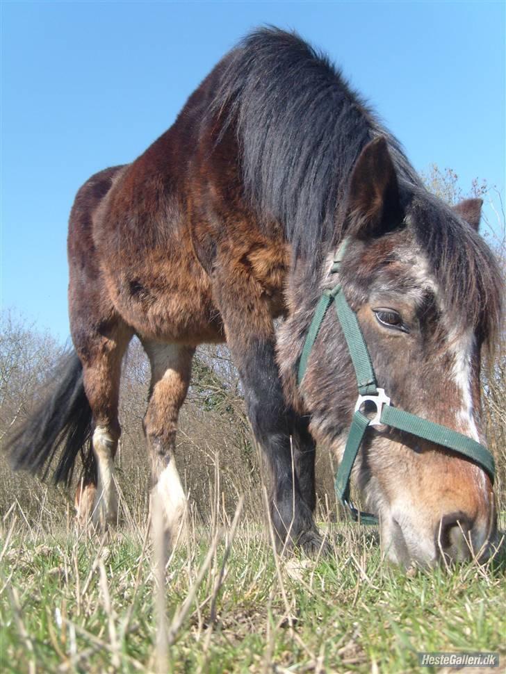 Welsh Pony (sec B) vallhals ballerina billede 5