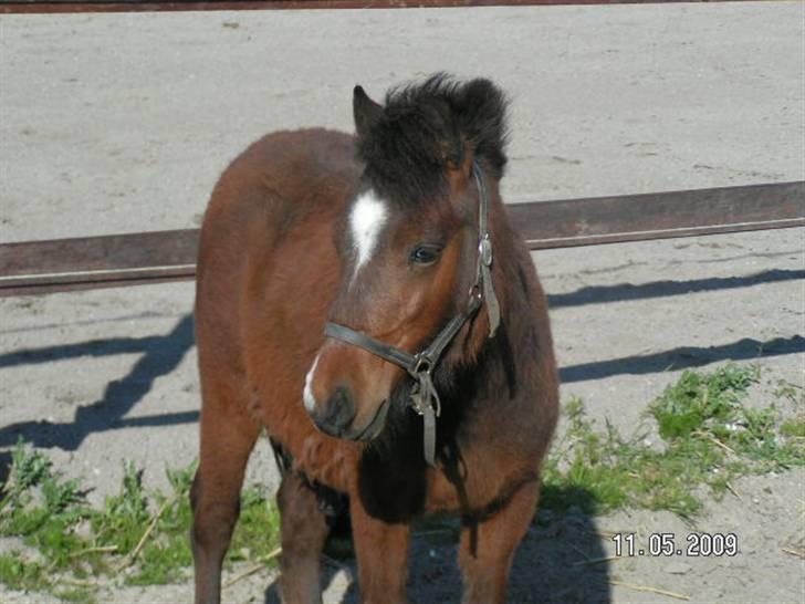 Anden særlig race Mikey men udtales mikki ( - velkommen til mikey´s profil læg gerne en kommentar billede 1