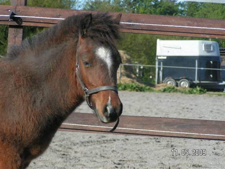 Anden særlig race Mikey men udtales mikki ( billede 2