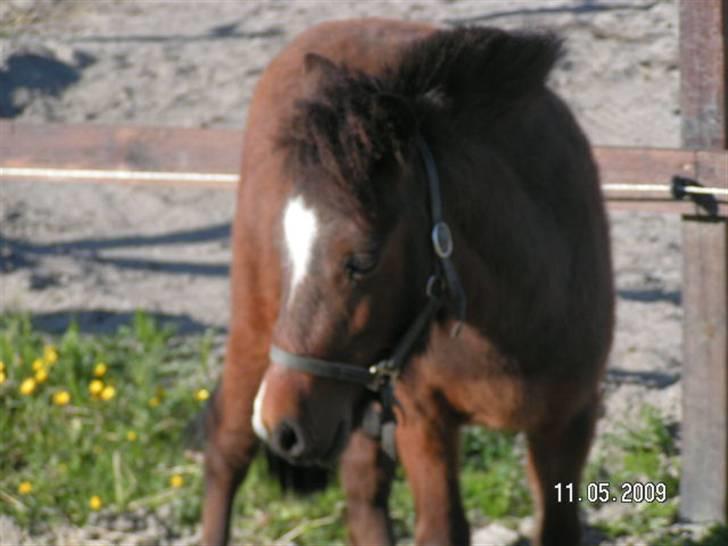 Anden særlig race Mikey men udtales mikki ( billede 3