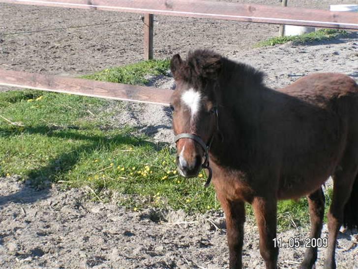 Anden særlig race Mikey men udtales mikki ( billede 4