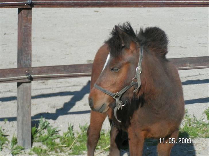 Anden særlig race Mikey men udtales mikki ( billede 5