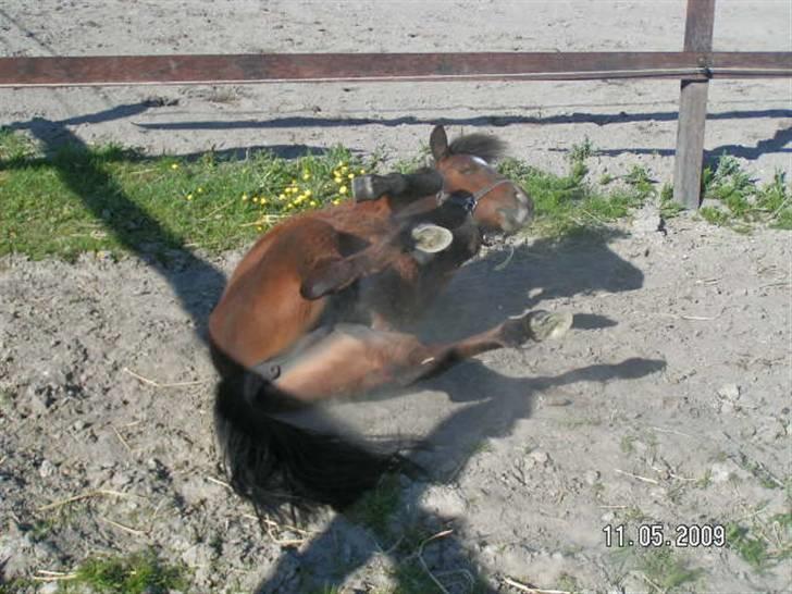 Anden særlig race Mikey men udtales mikki ( - dette er grunden til at jeg ser lidt støvet ud billede 6