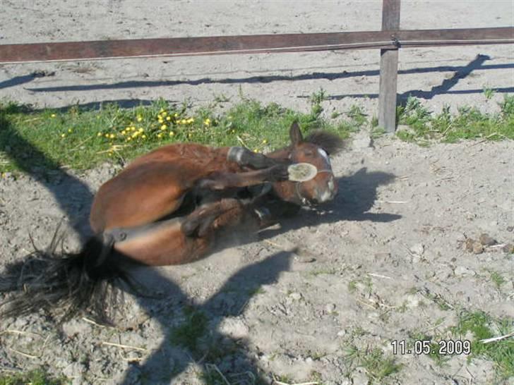 Anden særlig race Mikey men udtales mikki ( - haha jeg var lige blevet striglet  billede 7