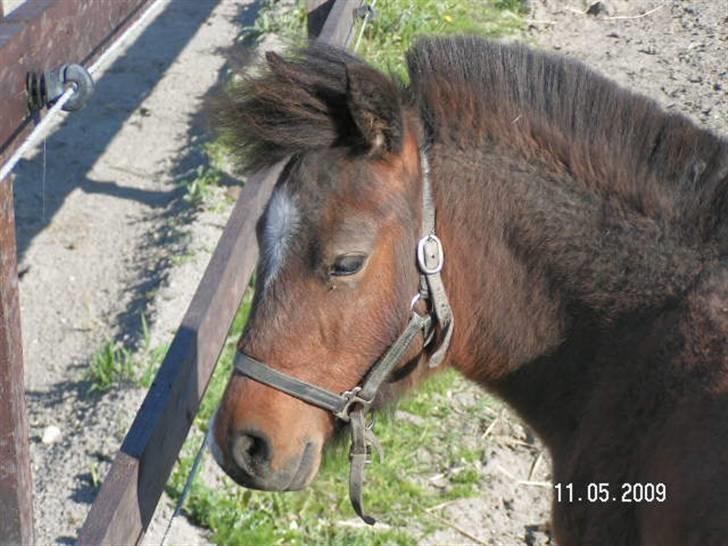Anden særlig race Mikey men udtales mikki ( billede 8