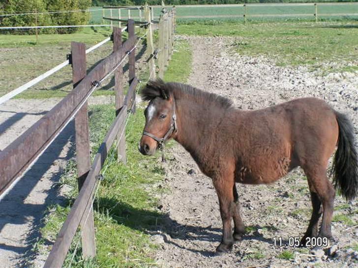 Anden særlig race Mikey men udtales mikki ( billede 9