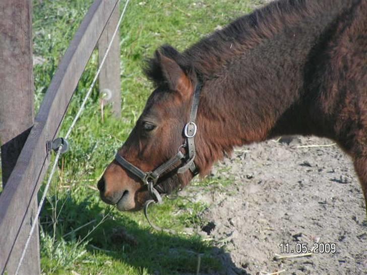 Anden særlig race Mikey men udtales mikki ( - farvel siger mikey billede 10