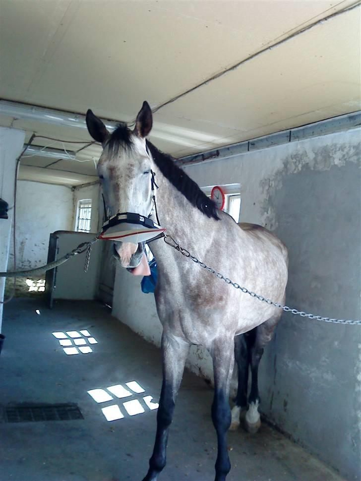 Anden særlig race Dolmet Skylight billede 2