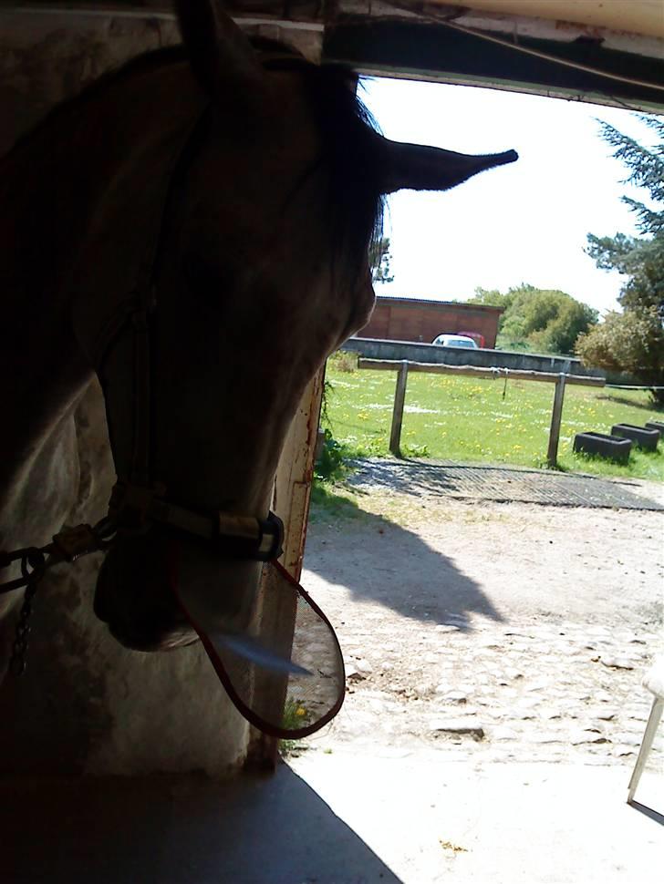 Anden særlig race Dolmet Skylight billede 3