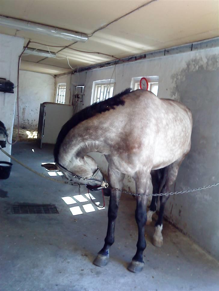 Anden særlig race Dolmet Skylight billede 4