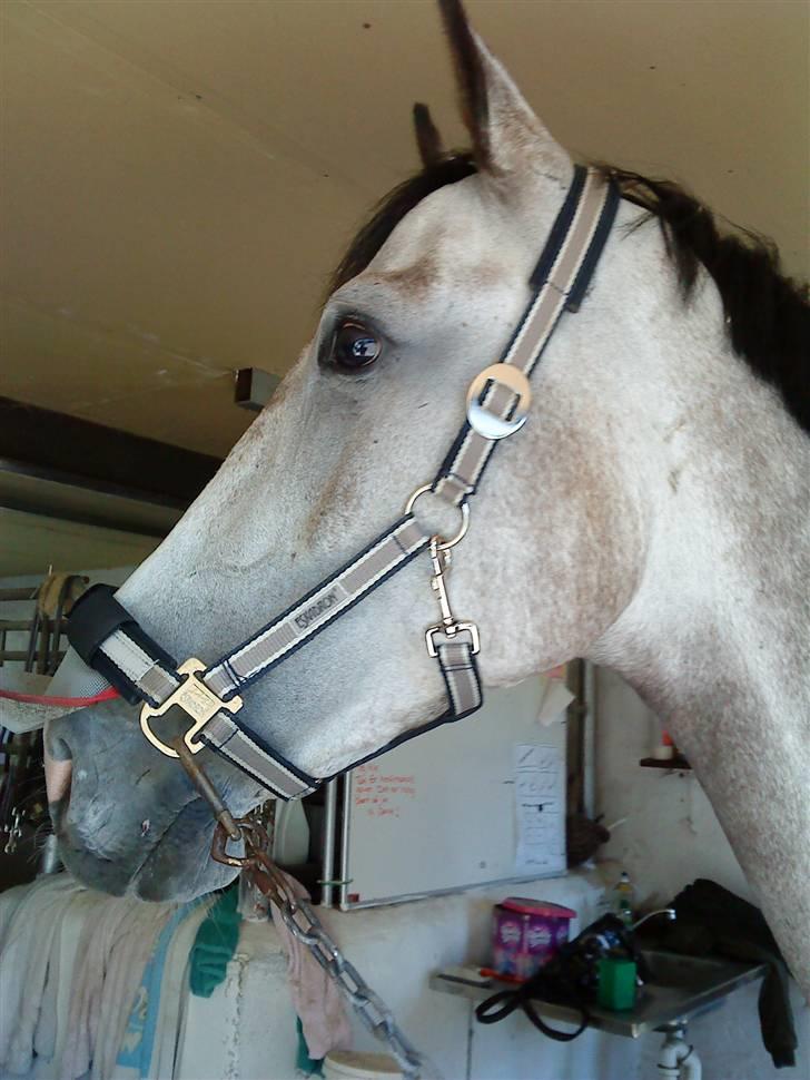 Anden særlig race Dolmet Skylight billede 5