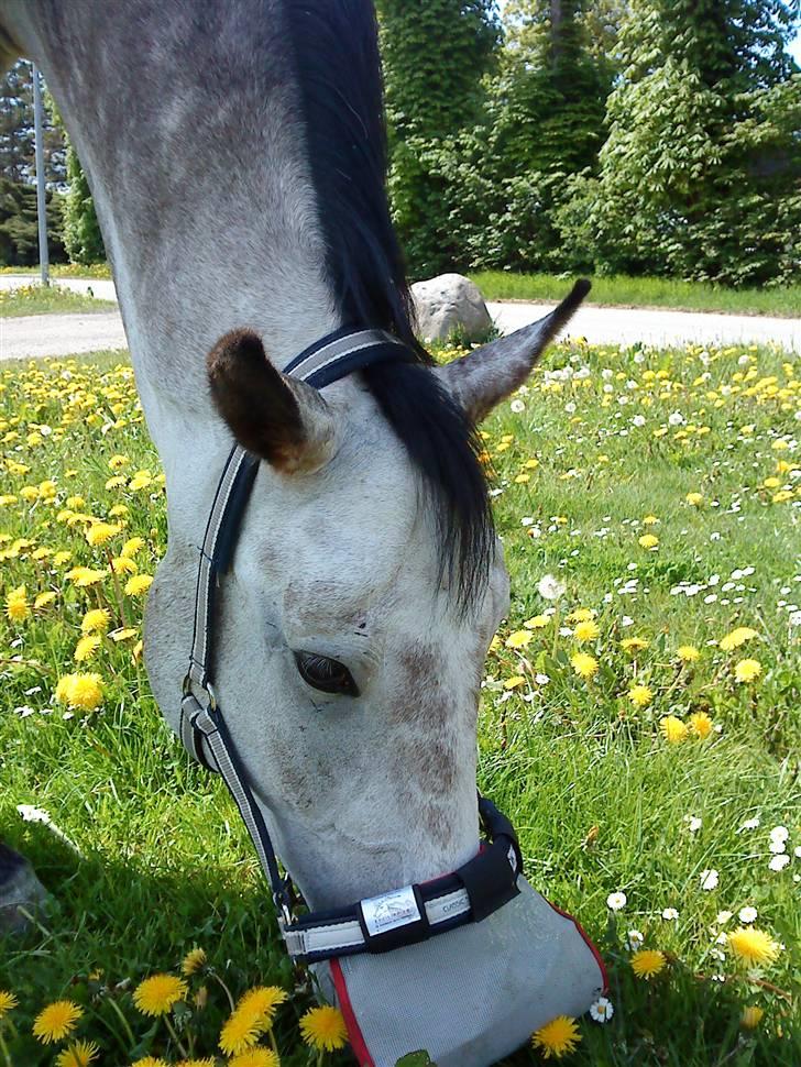 Anden særlig race Dolmet Skylight billede 6