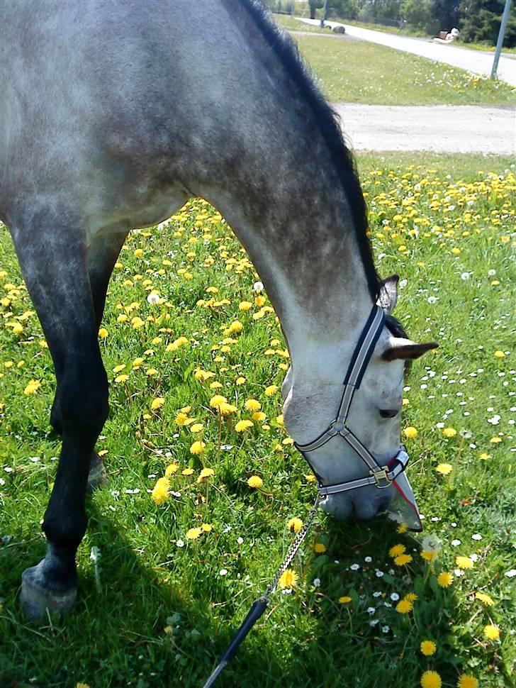 Anden særlig race Dolmet Skylight billede 7