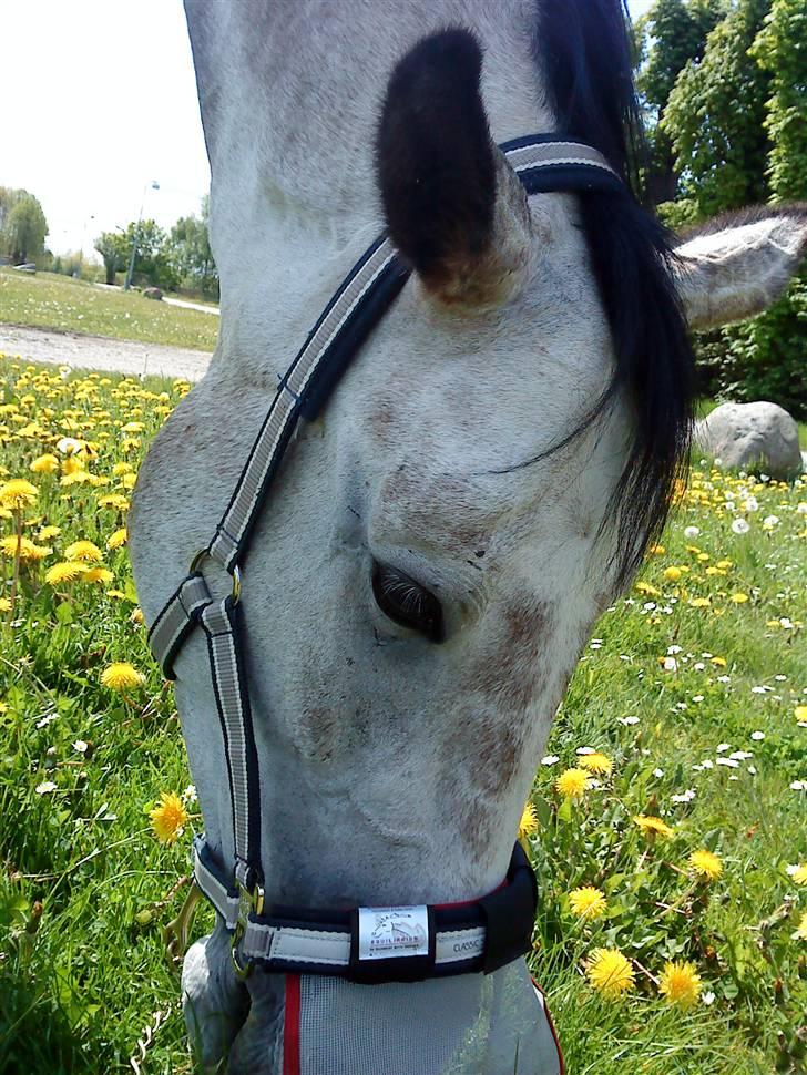 Anden særlig race Dolmet Skylight billede 8