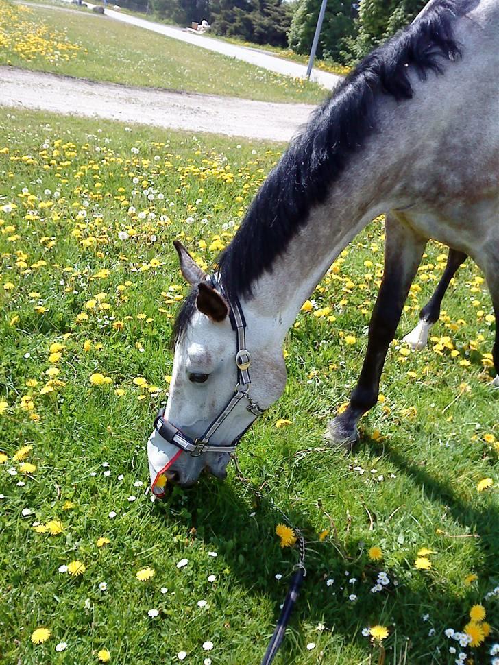 Anden særlig race Dolmet Skylight billede 9